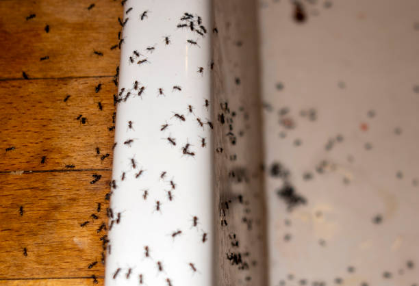 Best Local Pest Control Services  in Willmsburg, IA