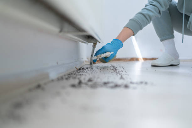 Best Insect Control  in Willmsburg, IA